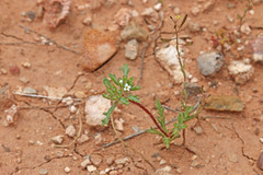 Ipomopsis polycladon