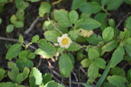 Spinyhead Sida