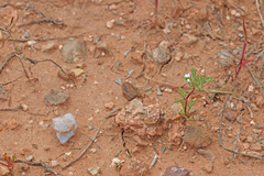 Ipomopsis polycladon