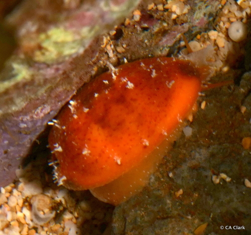 Purpuradusta fimbriata observed 2021-12-18