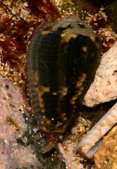 Conus catus