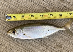 Selar crumenophthalmus