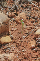 Lappula redowskii redowskii