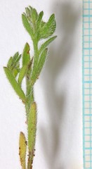 Lappula redowskii redowskii