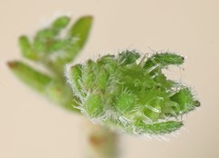 Lappula redowskii redowskii