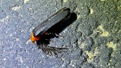 Pterotus obscuripennis