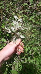 Olearia fragrantissima