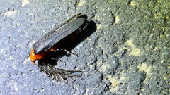 Pterotus obscuripennis