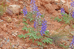 Lupinus brevicaulis