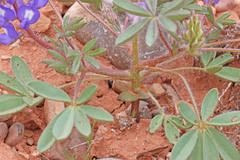 Lupinus brevicaulis