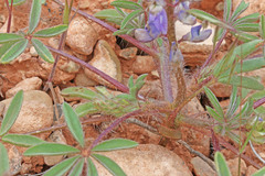 Lupinus brevicaulis