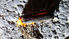 Pterotus obscuripennis