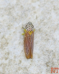 Graphocephala aurora