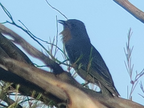 Red-lored Whistler (Pachycephala rufogularis), photo 7