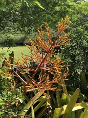 Aechmea blanchetiana