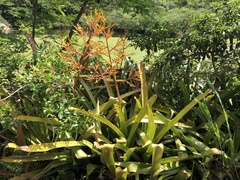 Aechmea blanchetiana