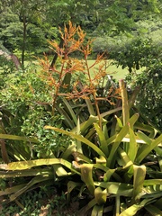 Aechmea blanchetiana