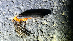 Pterotus obscuripennis