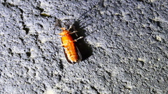 Pterotus obscuripennis