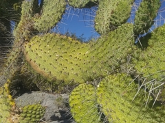 Consolea moniliformis