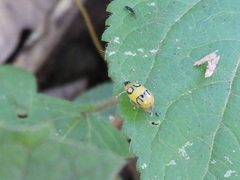 Walterianella biarcuata