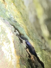 Aneides lugubris