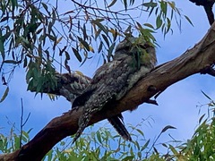 Podargus strigoides strigoides