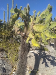 Consolea moniliformis