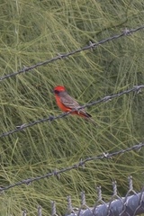 Pyrocephalus rubinus