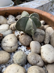 Astrophytum
