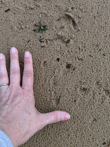 American Beaver photographed in Alabama