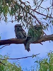 Podargus strigoides strigoides