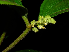 Miconia diaphanea