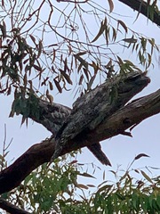 Podargus strigoides strigoides