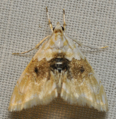 Lipocosma sicalis