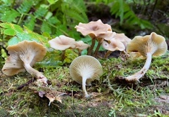 Pseudoarmillariella ectypoides