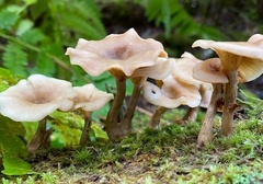 Pseudoarmillariella ectypoides