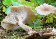 Pseudoarmillariella ectypoides