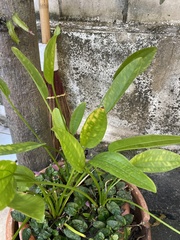 Echinodorus grisebachii