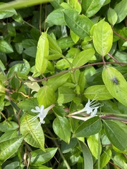 Image of Lonicera japonica