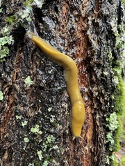 Ariolimax dolichophallus