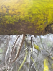 Pseudomyrmex lynceus