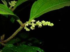 Miconia diaphanea