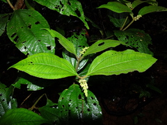 Miconia diaphanea