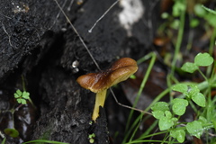 Pluteus romellii
