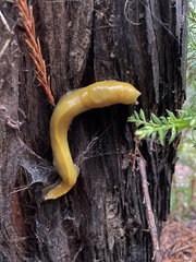 Ariolimax dolichophallus