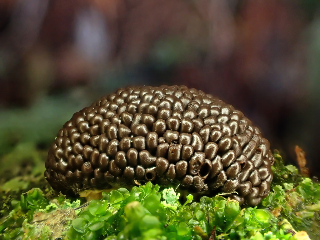 Tubifera