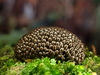 Tubifera - Photo (c) Tyson Ehlers, some rights reserved (CC BY-NC), uploaded by Tyson Ehlers