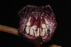 Hexastylis contracta