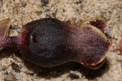 Hexastylis contracta